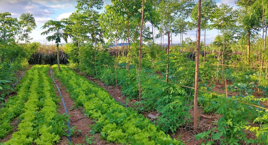 Why Agroforestry is the Future of Farming